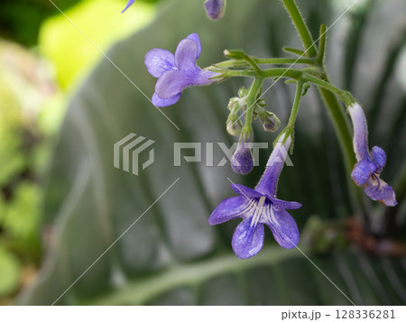 大きな葉を持つウシノシタの花 大きな葉を持つウシノシタの花 128336281