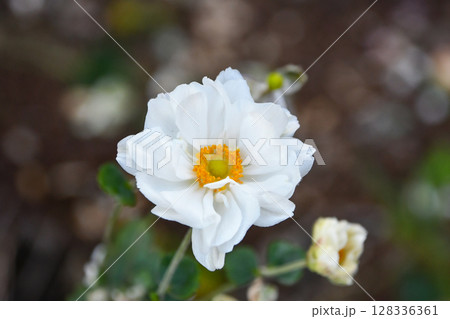 シュウメイギク　Japanese Anemone 128336361
