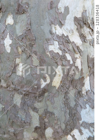 公園の迷彩の樹皮の風景6 公園の迷彩の樹皮の風景6 128336418