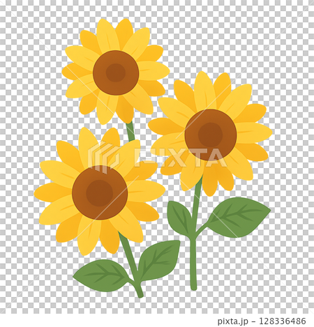 Transparent Sunflower Trio 128336486