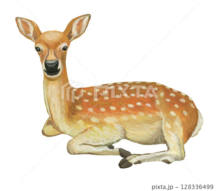 休んでいるシカのイラスト 128336499