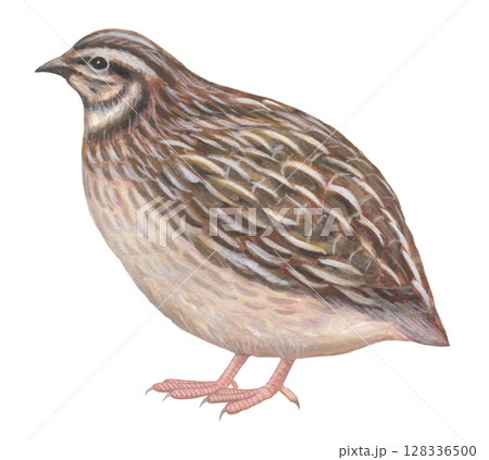 ウズラのイラスト 1 ウズラのイラスト 1 128336500