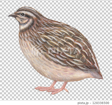 ウズラのイラスト 1 ウズラのイラスト 1 128336500