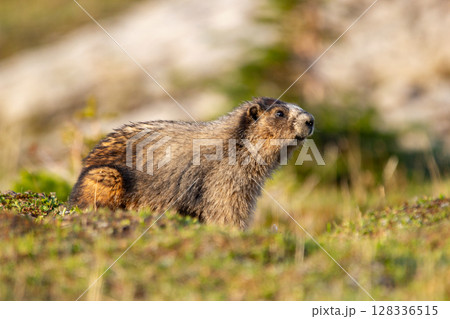 Furry Hoary marmot is watching around in the mountain meadow. 128336515