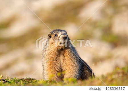 Furry Hoary marmot is watching around in the mountain meadow. Furry Hoary marmot is watching around in the mountain meadow. 128336517