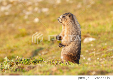 Furry Hoary marmot is watching around in the mountain meadow. Furry Hoary marmot is watching around in the mountain meadow. 128336519