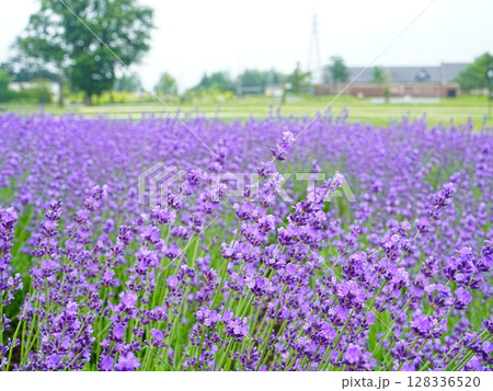 北海道の絶景 道と川の駅花ロードえにわ ラベンダー畑 北海道の絶景 道と川の駅花ロードえにわ ラベンダー畑 128336520
