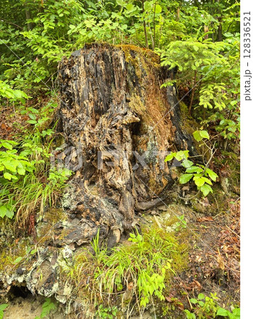 Large tree stump sits in a lush green forest Large tree stump sits in a lush green forest 128336521