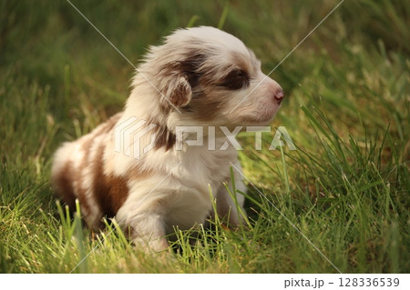 A small brown and white dog is laying in the grass A small brown and white dog is laying in the grass 128336539