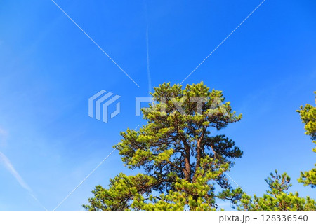 青空に伸びる松の木の風景1 青空に伸びる松の木の風景1 128336540