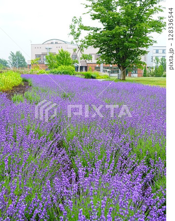 北海道の絶景 道と川の駅花ロードえにわ ラベンダー畑 北海道の絶景 道と川の駅花ロードえにわ ラベンダー畑 128336544