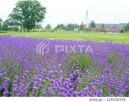 北海道の絶景 道と川の駅花ロードえにわ ラベンダー畑 128336545