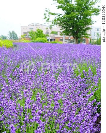 北海道の絶景 道と川の駅花ロードえにわ ラベンダー畑 北海道の絶景 道と川の駅花ロードえにわ ラベンダー畑 128336546