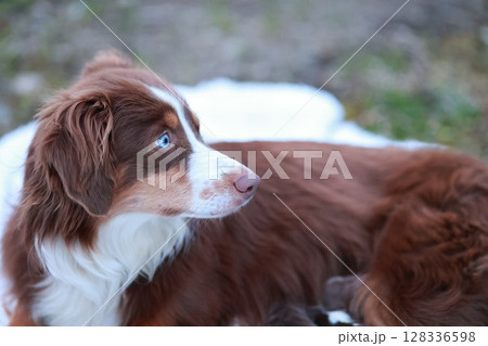 A brown and white dog with blue eyes is laying on a blanket A brown and white dog with blue eyes is laying on a blanket 128336598