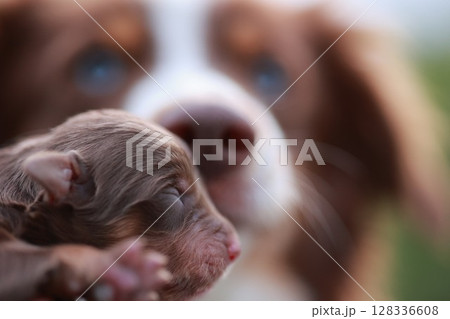 A small brown puppy is being held by a larger brown and white dog A small brown puppy is being held by a larger brown and white dog 128336608