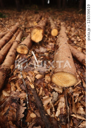 A pile of wood is on the ground with leaves scattered around it 128336619