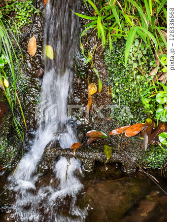 国分寺崖線から湧き出た清流とみずみずしい若葉 128336668