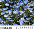 青いネモフィラ 128336688