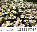 白い花 128336747