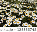 白い花 128336748