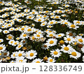 白い花 128336749