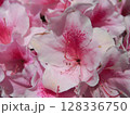 ピンク色の花びらが綺麗なツツジの花 128336750