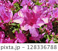 ツツジの花のある風景 128336788