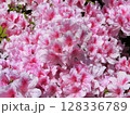 ピンクのツツジの花が咲いています 128336789