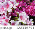 ツツジの花のある風景 128336791