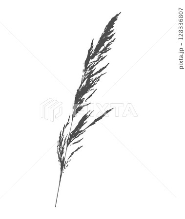Silhouette of branch of meadow grass Calamagrostis acutiflora. Imprint black on white. 128336807