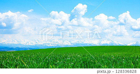 十勝岳連峰を背景に麦畑が広がる北海道美瑛町の爽やかな風景 128336828