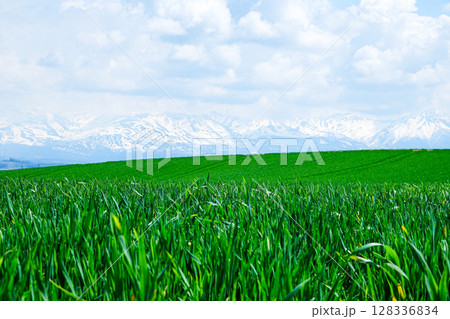 十勝岳連峰を背景に麦畑が広がる北海道美瑛町の爽やかな風景 十勝岳連峰を背景に麦畑が広がる北海道美瑛町の爽やかな風景 128336834