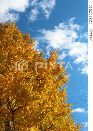 銀杏と青空 128337019
