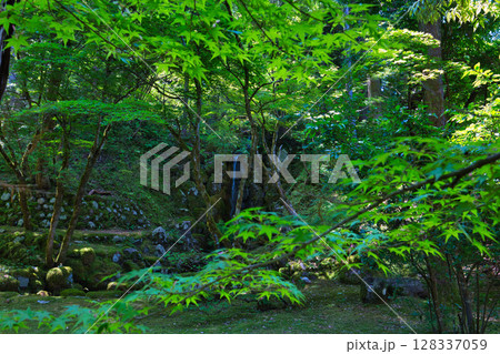 新緑と静寂に包まれた旧家と庭 新緑と静寂に包まれた旧家と庭 128337059