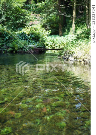 「夏の森に広がる清らかな水辺」Transparent Water in a Peaceful 128337341