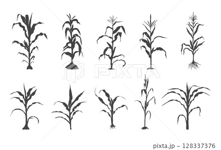 Corn stalk svg, Corn stalk silhouette, Corn tree svg, Corn tree silhouette, Corn svg, Corn silhouette, Corn stalk vector. 128337376