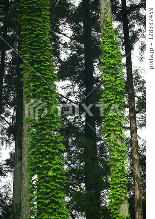 針葉樹の幹にツタがびっしり茂っている 128337459