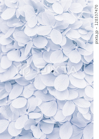Background of white blue petals of Hydrangea or Hydrangea close-up. Soft focus 128337470
