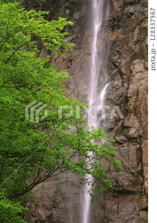 米子大瀑布不動の滝と新緑 128337567