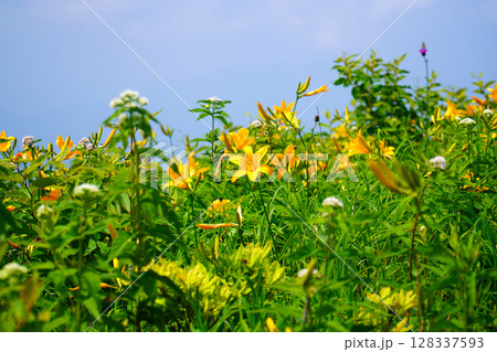 霧ヶ峰高原に咲くニッコウキスゲ 128337593