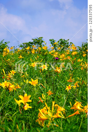 霧ヶ峰高原に咲くニッコウキスゲ 128337595