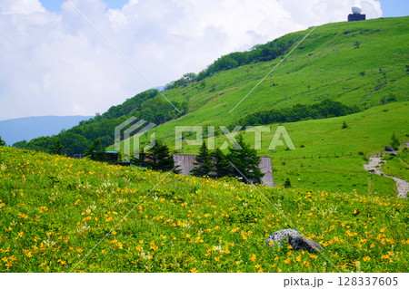 霧ヶ峰高原に咲くニッコウキスゲ 128337605