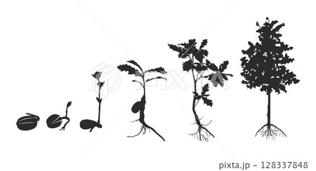 Life cycle of oak tree silhouette, Cycle of tree silhouette, Life cycle of oak vector, Life cycle of olk seed svg, Cycle of tree svg, Growing oak clipart Life cycle of oak tree silhouette, Cycle of tree silhouette, Life cycle of oak vector, Life cycle of olk seed svg, Cycle of tree svg, Growing oak clipart 128337848