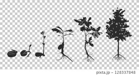 Life cycle of oak tree silhouette, Cycle of tree silhouette, Life cycle of oak vector, Life cycle of olk seed svg, Cycle of tree svg, Growing oak clipart Life cycle of oak tree silhouette, Cycle of tree silhouette, Life cycle of oak vector, Life cycle of olk seed svg, Cycle of tree svg, Growing oak clipart 128337848