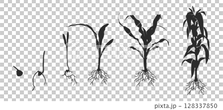 Life cycle of corn (maize) plant silhouette, Cycle of growth of corn black silhouette, Corn life cycle silhouette, Corn seed growing silhouette, Process of growing corn in agriculture 128337850