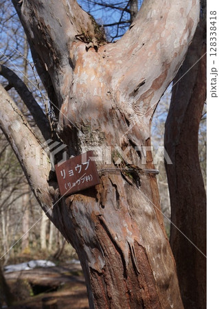 幹がまだら模様になる「リョウブ」の幹の樹皮 128338418