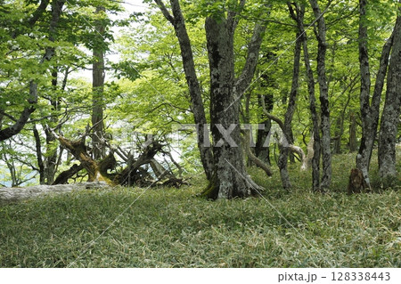 大台ケ原の笹と樹木の風景　 128338443