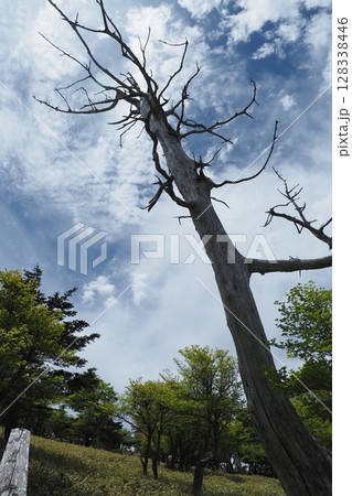 大台ケ原の枯れ木と青空 大台ケ原の枯れ木と青空 128338446