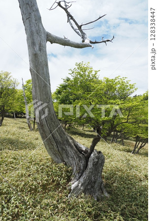 大台ケ原の枯れ木と新しい緑　 128338447