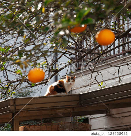 猫とみかん 128338481